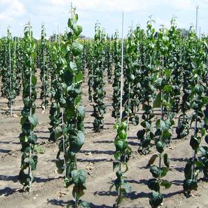 Tige <span class=keywords><strong>en</strong></span> fibre de verre Super March Haoli pour diamètre de bâton de plante de jardin avec 4mm-20mm pour l'agriculture - Product Image 6