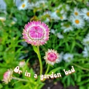 งานฝีมือแฮนด์เมดในร่มชุดระเบิด semilla Hello Daisy Meadow 3 X - Product Image 6