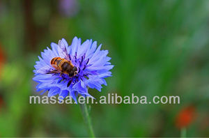 ملحقات كاميرا تصوير رقمية Massa زجاج بصري 77 عدسة كاميرا ماكرو عن قرب + 4 + 8 + 10 فلتر - Product Image 3