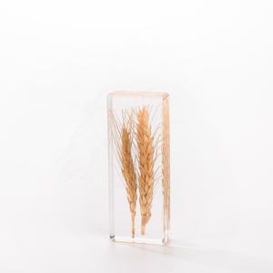 樹脂標本手作り樹脂エポキシ工芸品アクリル樹脂工芸品用植物種子埋め込み標本 - Product Image 4