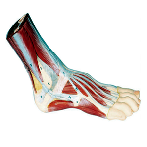 ADA-A1105 модель мышц стопы прикреплена к основной модели кровеносных сосудов и нервов для медицинской науки - Product Image 3