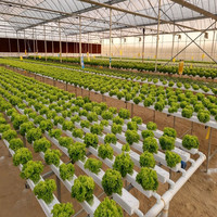 Système hydroponique NFT pour la production de laitues, facile à nettoyer, économie d'eau, usage commercial
