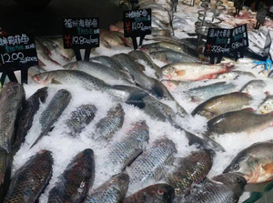 Máy Làm Đá Vảy 1 tấn Máy Làm Đá Vảy thương mại - Product Image 6