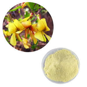Hongda fabricant prix de gros extrait de gorse 98% poudre de génistéine