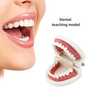 3D Teeth Model Dental Implant Training Plastic Dental Model Life Size Plastic Medical Science