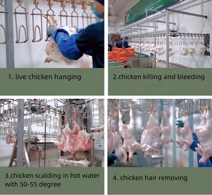 Chaîne d'Abattage Complète de Poulets CE ISO en Acier Inoxydable, Capacité 500-5000 Vol./h pour Abattoir - Product Image 6