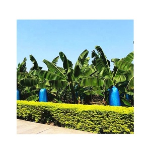 Nhà cung cấp Trung Quốc sinh thái sinh thái thân thiện <span class=keywords><strong>polyethylene</strong></span> chuối Túi bảo vệ để bảo vệ chuối - Product Image 3