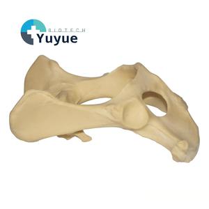 Modelo de <span class=keywords><strong>Pelvis</strong></span> y Articulación de Cadera Canina, Hueso Sintético para Simulación de Entrenamiento Quirúrgico Ortopédico Veterinario - Product Image 1