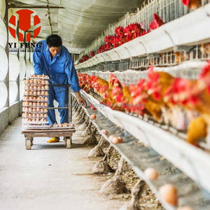 Jaulas automáticas para <span class=keywords><strong>postura</strong></span> <span class=keywords><strong>de</strong></span> pollo, capa para pollitos, jaula para pollos, tipo A, capas automáticas para pollos - Product Image 4