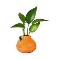 Kit Penanam Hidroponik Buah Pothos Simulasi Kreatif Eropa, Jeruk Kecil untuk Kantor, Rumah, dan Taman, Dilengkapi Pot Hias Pembawa Keberuntungan