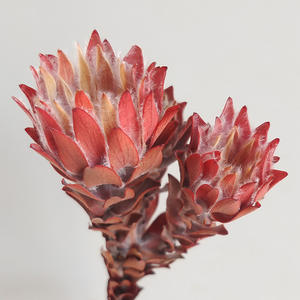 PPF16 <span class=keywords><strong>leucadendron</strong></span> fábrica Al นายกเทศมนตรี Rey Protea ดอกไม้ secas naturales Para La decoración de la Boda - Product Image 1