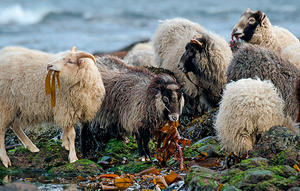 Poudre d'Ulva Lactuca / Algues vertes séchées à prix avantageux en provenance du Vietnam // Mme Lima - Product Image 5