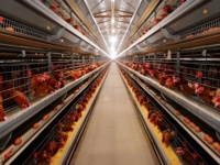 Les bâtiments à structure en acier ne s'altèrent pas, offrant une haute qualité et une grande durabilité, adaptés aux hangars à volailles et aux abris pour bétail.