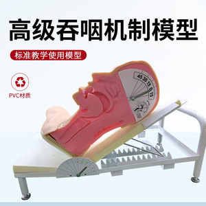 Modèle de démonstration avancé du mécanisme de mastication et de respiration ; Modèle avancé du mécanisme de mastication ; Mastication humaine - Product Image 2