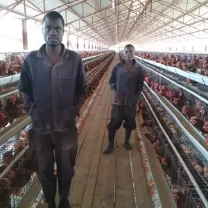 ShuXin 128 Vögel Modische automatische Geflügelfarm-Ausrüstung mit guter Qualität geliefert von China Schicht Hühnerzucht Hühner