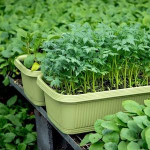 Jardinera Rectangular de Plástico para Balcón, para Cultivar Cebollín - Maceta Extra Grande para Vegetales, Maceta Clásica para Flores - Product Image 3
