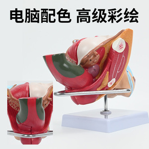 Modèles du système reproducteur masculin et féminin ; modèles pédagogiques du système urinaire hospitalier ; modèles d'anatomie sagittale des organes humains. - Product Image 3