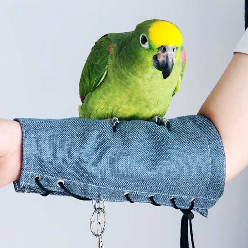 macaw parrot clothes