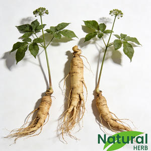 Doğal Panax <span class=keywords><strong>Ginseng</strong></span> Ekstresi %5 ila %80 Ginsenositler Yüksek Saflıkta Bitkisel Takviye GMP Sertifikalı - Product Image 5