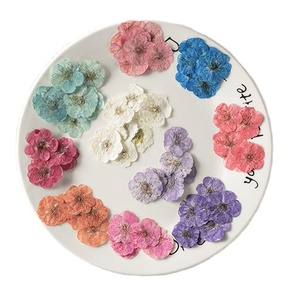 12 pièces/sac fleur de prunier carte faisant des fournitures résine bijoux plante naturelle écologique vraie fleur pressée - Product Image 1