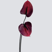 Fleur artificielle de haute qualité, lotus guanyin, anthurium, toucher réel, longue tige, pour mariage, hôtel, maison, bureau, décoration commerciale