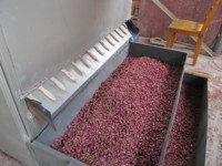 Séchoir automatique à fleurs séchées Séchoir à fleurs de plantain et d'hibiscus