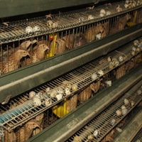Cage de caille pour ferme de volaille, fabricant chinois, haute qualité