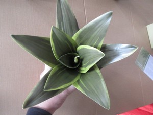 Productinspectiedienst voor kunstplantenbladeren, kwaliteitscontrole <span class=keywords><strong>in</strong></span> <span class=keywords><strong>China</strong></span>, productinspectie <span class=keywords><strong>in</strong></span> Zhejiang - Product Image 4