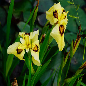 Iris <span class=keywords><strong>japonais</strong></span> 'I. ensata Ryugan' - une <span class=keywords><strong>plante</strong></span> aquatique adaptée aux bassins de jardin et aux serres - Iris <span class=keywords><strong>japonais</strong></span> - Product Image 6