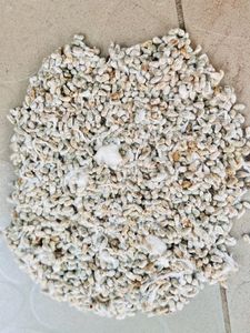 Graines de coton entières de qualité supérieure pour l'alimentation animale, produit agricole en vrac, à vendre - Product Image 2