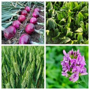 Cobre Quelatado EDTA CuNa2 en Polvo Premium, Fertilizante Orgánico de Micronutrientes para un Crecimiento Saludable de Cultivos, CAS 14025-15-1 - Product Image 2