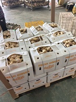 Afrika Nigeria Ghana Kenya Distributor Pasokan Pengiriman Kontainer Pemuatan Karung Goni Program Grosir Jahe Segar Massal