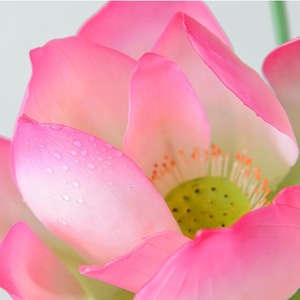 Fleurs de lotus artificielles en soie PU, haute simulation, décoratives, pour piscine, accessoires de mariage, style oriental - Product Image 4