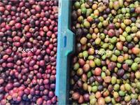 Kleurselectiemachine voor knoflook, olijven, koffie, kersen en walnoten, hoge efficiëntie, waterdicht, met camera voor lange afstand
