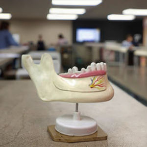 Modèle éducatif d'anatomie dentaire <span class=keywords><strong>mandibulaire</strong></span> Modèle de dents caduques et permanentes - Product Image 4