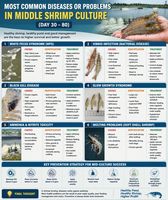 Poudre Probiotique Purifiante pour l'Eau en Aquaculture |   Mélange nitrifiant et de bactéries pour éliminer l'ammoniac et les vibrios