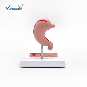 Modelo anatómico del estómago humano; modelo de demostración para la enseñanza y formación en facultades de medicina y popularización de la ciencia. - Product Image 4