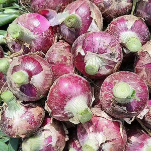 Cebollas Rojas Frescas de 8cm, Exportación a Granel, Certificación ISO y HACCP, Nueva Cosecha 2026, Bolsas de 10kg/20kg, Precio de Fábrica al Por Mayor - Product Image 5
