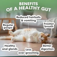 Suppléments Nutritionnels Probiotiques OEM BeiYuan pour Animaux de Compagnie – Friandises Tendres à la Chondroïtine pour Chats et Chiens – Vitamines pour le Soutien Immunitaire et la Santé Digestive
