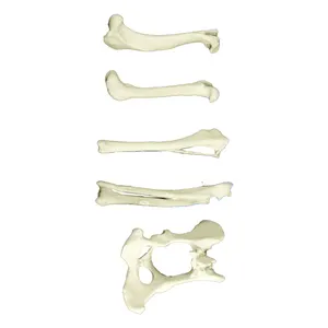 Dog bone models PU dog skeleton model Plastic animal bones