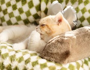 Offre Spéciale moderne Plaid chat chien lit avec oreiller orthopédique chien lit confortable doux calmant réchauffement animal de compagnie chat nid grand chien canapé - Product Image 3