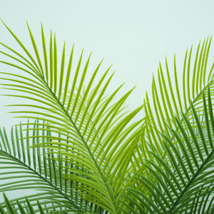 Искусственные растения для дома - Product Image 4