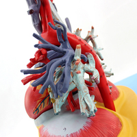 Modèle médical du cœur, des poumons, de la trachée et du système bronchique humain, pour la chirurgie thoracique, la cardiologie et le système respiratoire