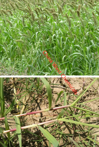 Glifosato de Amonio 95% SG, Glifosato 86% SG, <span class=keywords><strong>Herbicida</strong></span> Sistémico de Alta Concentración para Huertos Cítricos - Product Image 3