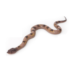 Modelo de <span class=keywords><strong>Serpiente</strong></span> Realista de <span class=keywords><strong>la</strong></span> Serie de Reptiles Salvajes, Fabricado con Materiales Ecológicos, Juguete de TPR para Niños - Product Image 5
