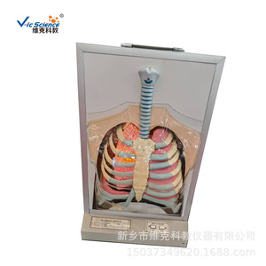 Simulateur de mouvement du diaphragme électrique ; modèle de démonstration électrique du système respiratoire - Product Image 1