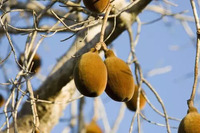 Poudre d'extrait de fruit de baobab biologique naturel pur en vrac d'entrepôt d'usine