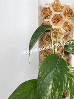 Nouvelle idée 2022 colonne de Support de plante en plastique pour plantes grimpantes Support pour plantes d'intérieur bâtons de mousse de Support de Sphagnum
