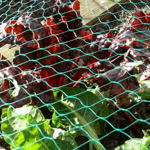 Thêm sức mạnh Polyethylene chống chim lưới lưới nông nghiệp sản phẩm nhựa cho vườn cây ăn quả bảo vệ chống lại các loài chim - Product Image 5