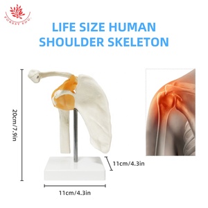 <span class=keywords><strong>Huesos</strong></span> <span class=keywords><strong>de</strong></span> articulación <span class=keywords><strong>de</strong></span> hombro humano FRT026, gran oferta, modelo <span class=keywords><strong>de</strong></span> anatomía, modelos <span class=keywords><strong>de</strong></span> articulación anatómica, modelos <span class=keywords><strong>de</strong></span> articulación <span class=keywords><strong>de</strong></span> hombro humano - Product Image 3